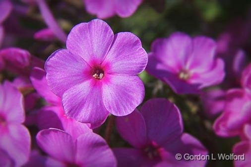 Pink Phlox_08039.jpg - Photographed near Carleton Place, Ontario, Canada.